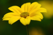 Flora