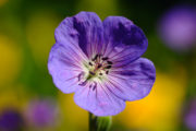 Macro